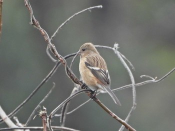 Siberian Long-tailed Rosefinch 愛知県 Sat, 2/15/2020