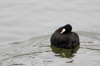 Eurasian Coot Arima Fuji Park Sat, 2/15/2020