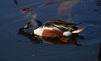 Northern Shoveler Ueno Park Unknown Date