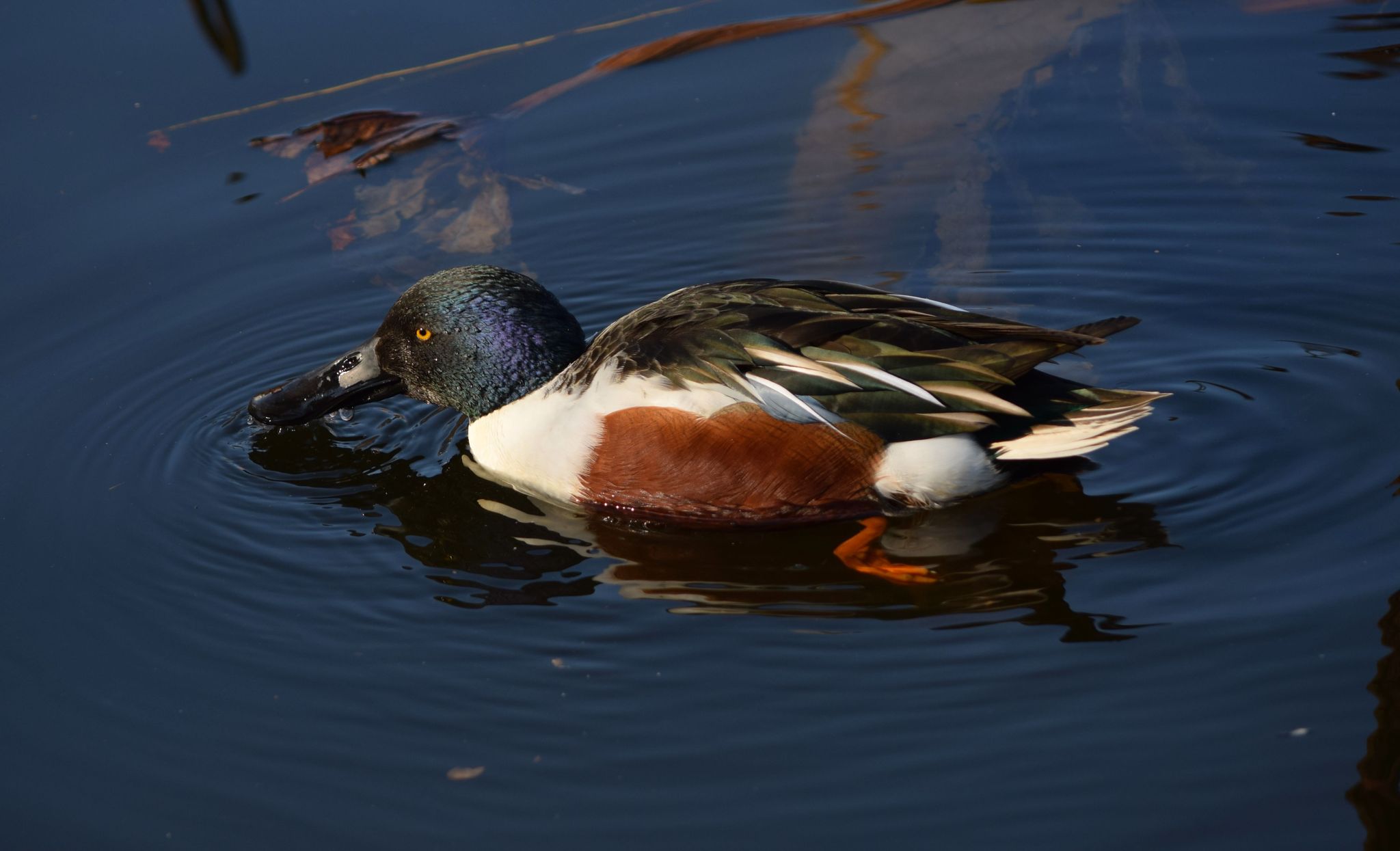 上野恩賜公園 ハシビロガモの写真 by Trio