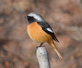 Daurian Redstart Showa Kinen Park Sun, 3/27/2016