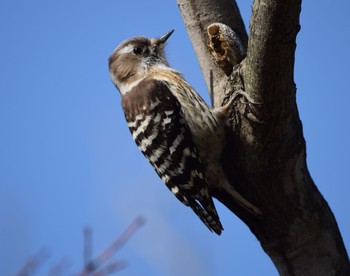 Japanese Pygmy Woodpecker Showa Kinen Park Unknown Date