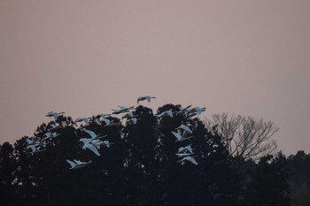 オオハクチョウ 蕪栗沼 2020年2月15日(土)