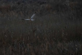 2020年2月15日(土) 蕪栗沼の野鳥観察記録