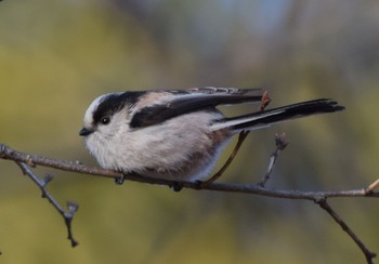 Long-tailed Tit Showa Kinen Park Unknown Date
