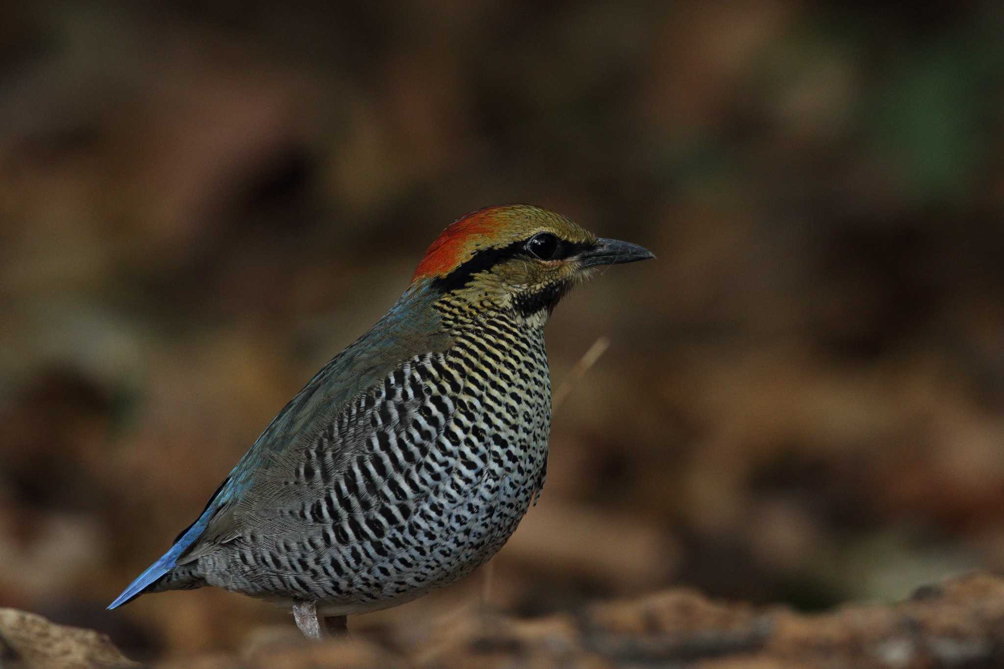 Photo of Blue Pitta at Kaeng Krachan National Park by Hatamoto Akihiro