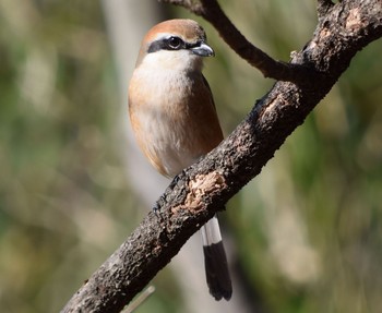 Bull-headed Shrike Showa Kinen Park Unknown Date