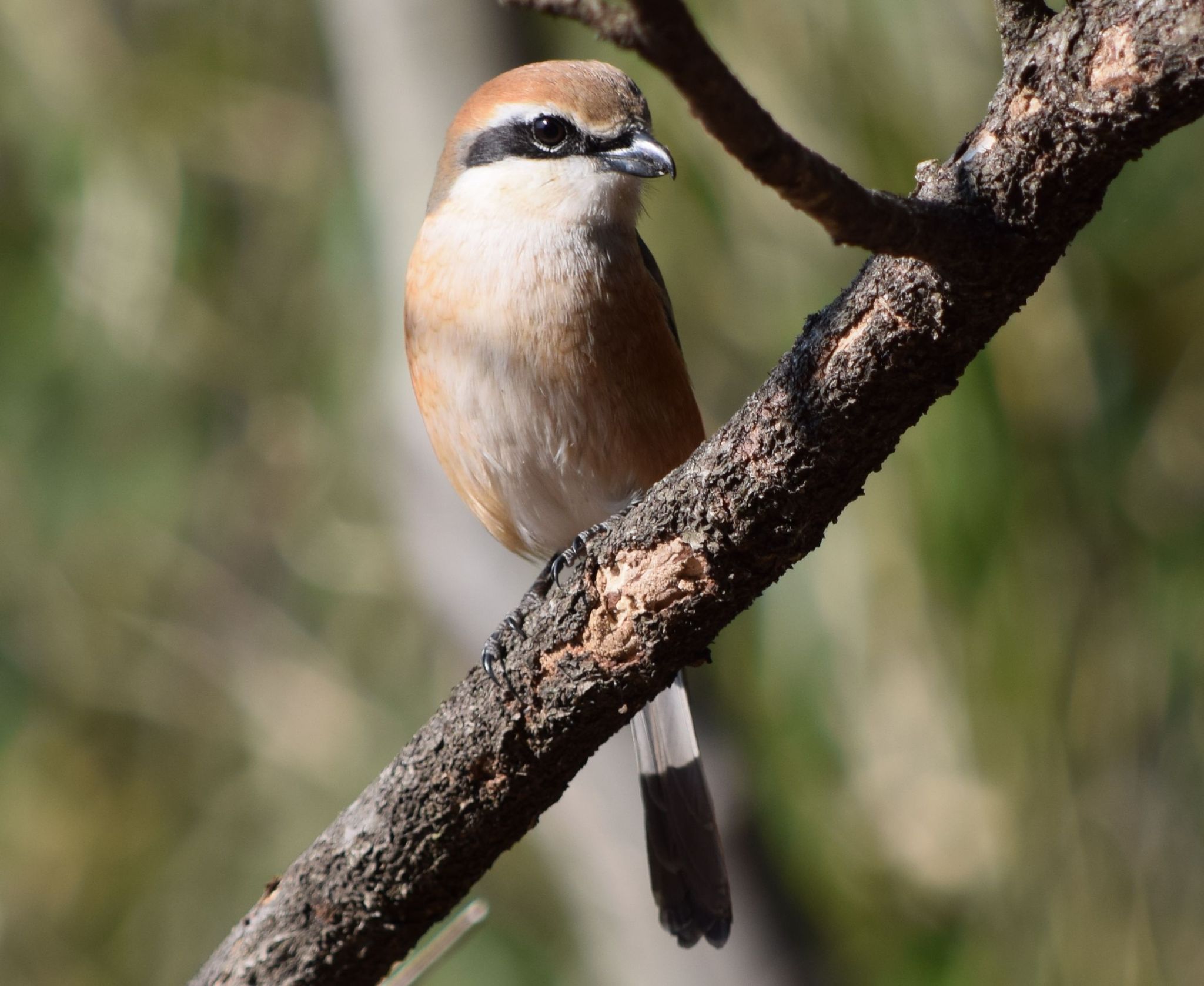 Photo of Bull-headed Shrike at Showa Kinen Park by Trio