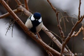 Japanese Tit 武田の杜 Sat, 2/15/2020