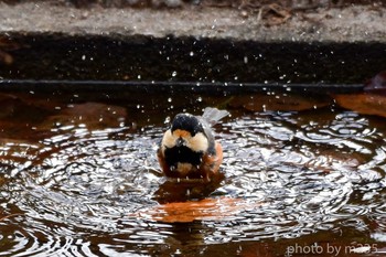 Varied Tit 武田の杜 Sat, 2/15/2020