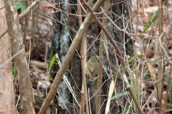 Japanese Bush Warbler Arima Fuji Park Sat, 2/15/2020