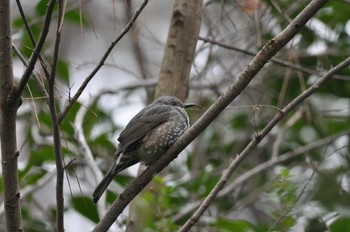 Brown-eared Bulbul Kyoto Gyoen Sat, 2/15/2020