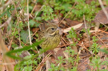 Masked Bunting Kyoto Gyoen Sat, 2/15/2020