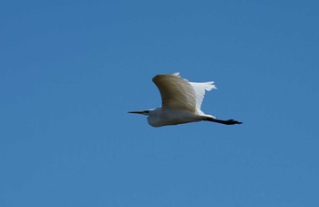 Great Egret(modesta)  Izumi Crane Observation Center Wed, 1/1/2020