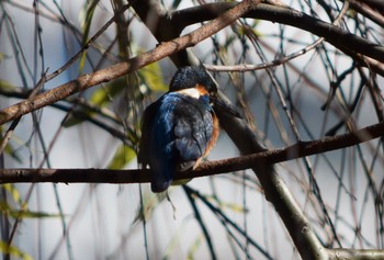 カワセミ 日比谷公園 撮影日未設定