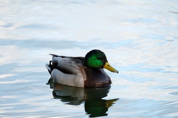 マガモ 京都市宝ヶ池公園 2020年1月11日(土)