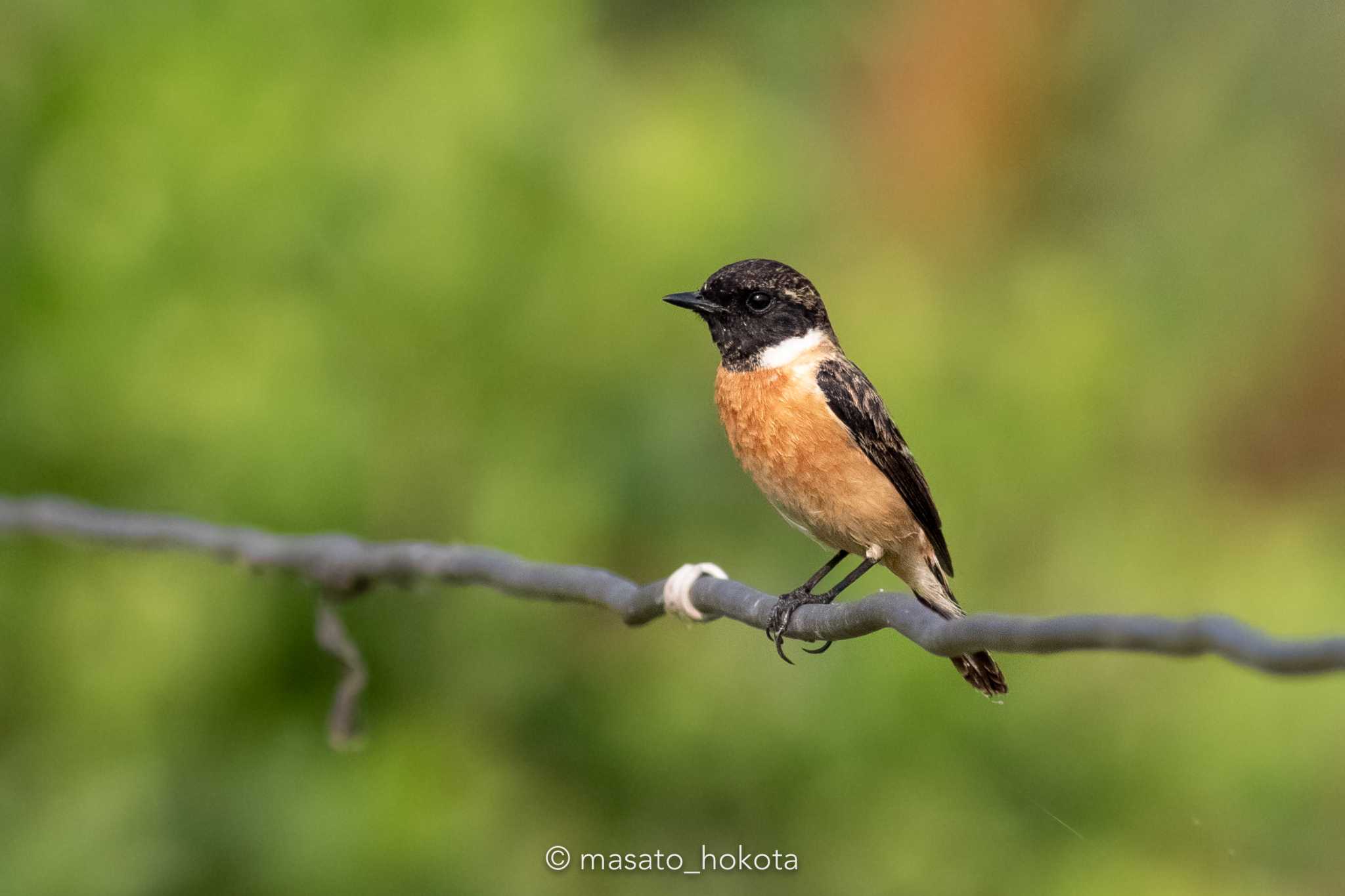 Siberian Stonechat