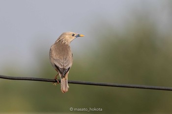 Chestnut-tailed Starling