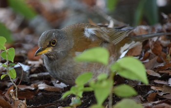 Pale Thrush Showa Kinen Park Unknown Date