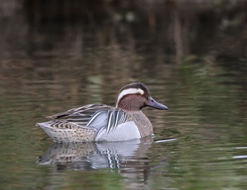 Garganey 三鷹市 Mon, 2/3/2020