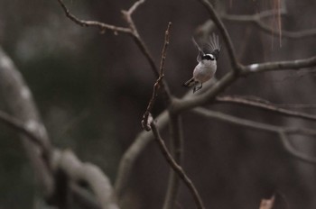 2020年2月15日(土) 京都御苑の野鳥観察記録