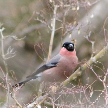 Eurasian Bullfinch(rosacea) 国営昭和記念公園 Fri, 2/14/2020