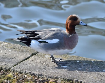 Eurasian Wigeon Ueno Park Unknown Date