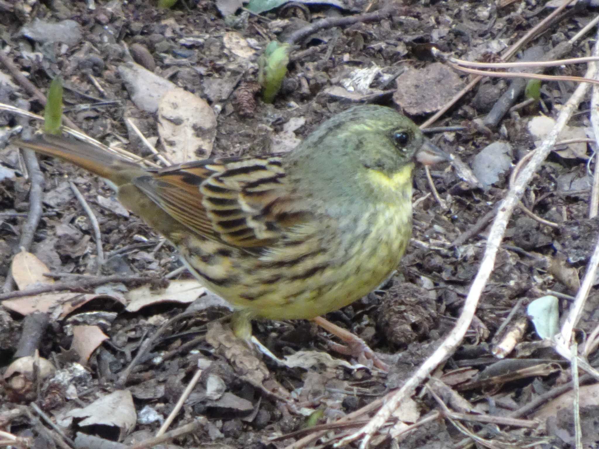 東京港野鳥公園 アオジの写真 by Kozakuraband