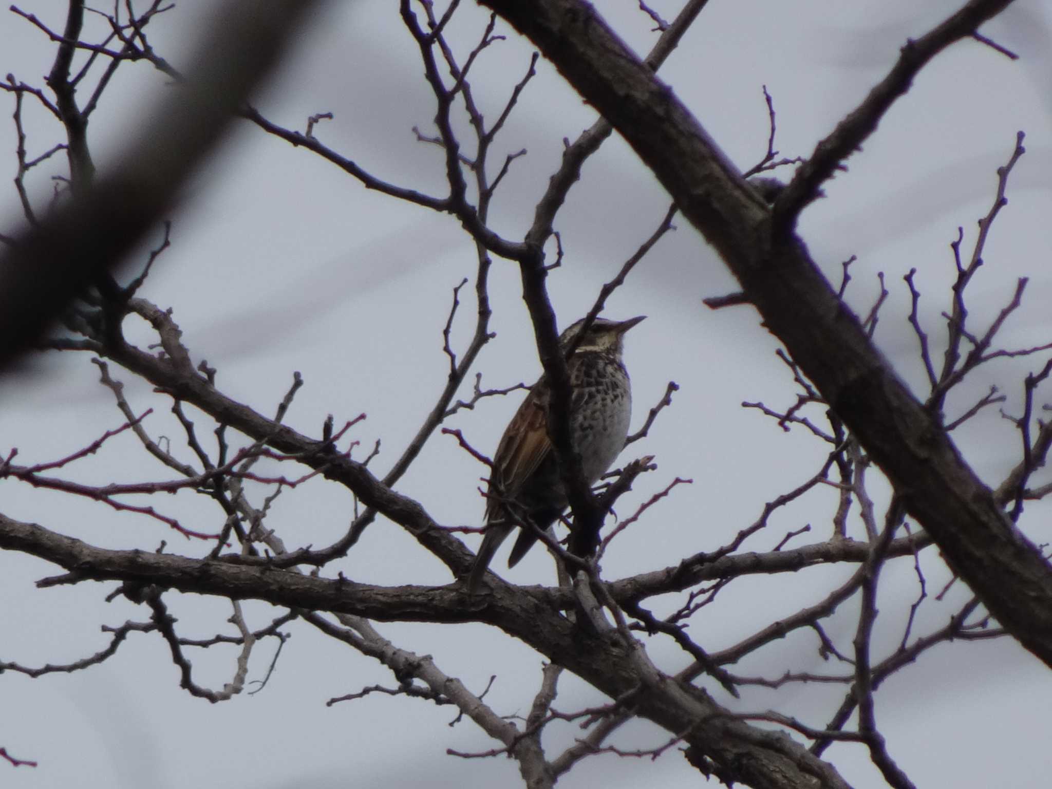 東京港野鳥公園 ツグミの写真 by Kozakuraband