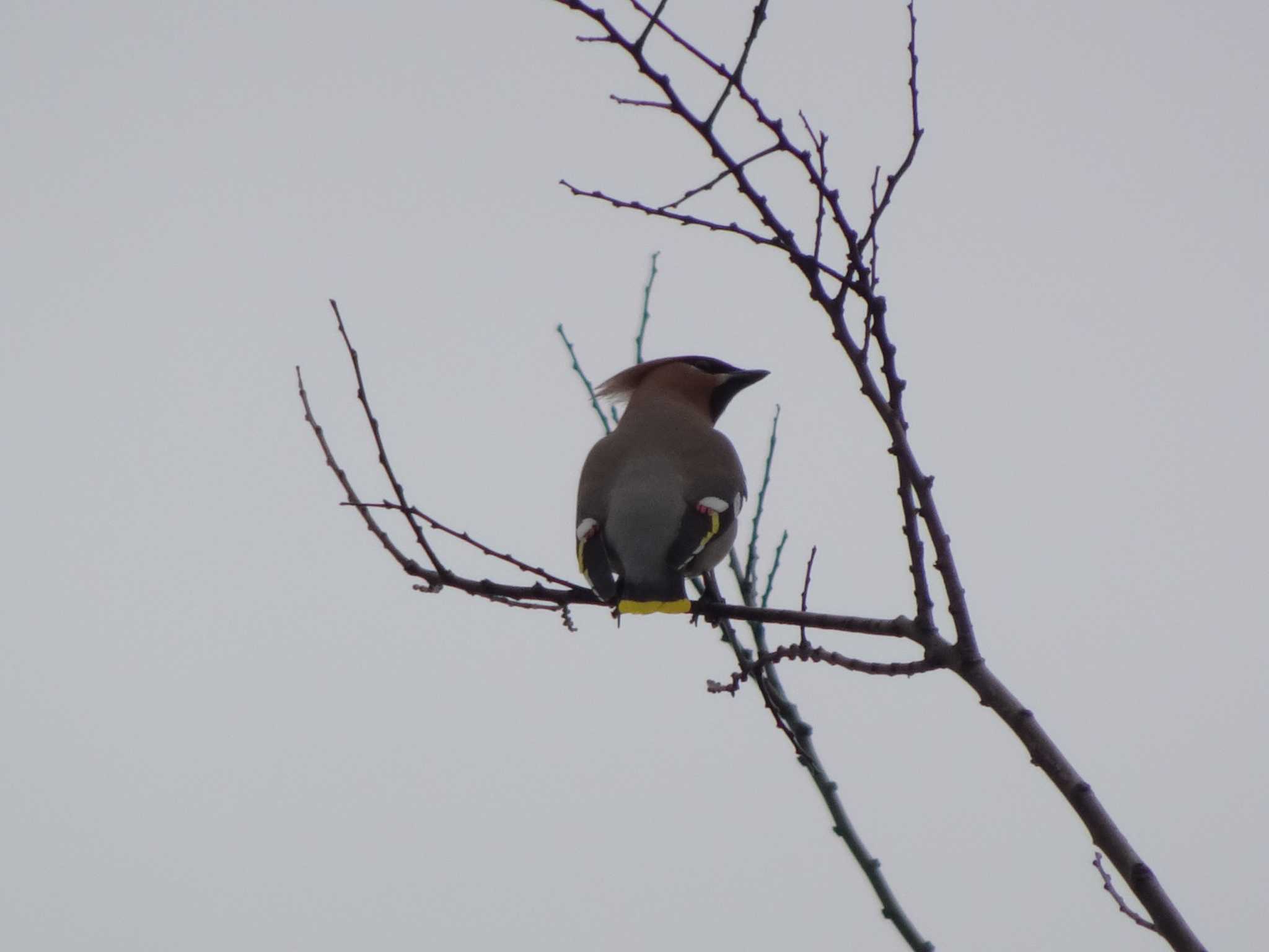 東京港野鳥公園 キレンジャクの写真 by Kozakuraband