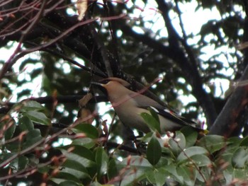 2020年2月15日(土) 東京港野鳥公園の野鳥観察記録