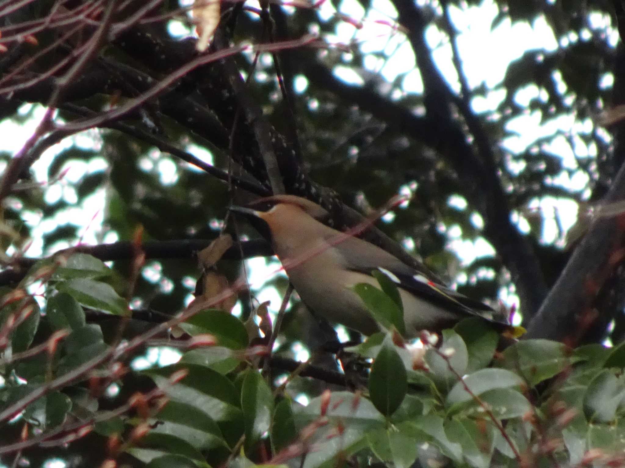 東京港野鳥公園 キレンジャクの写真 by Kozakuraband