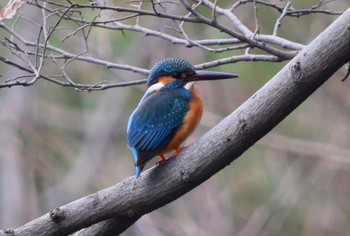 Common Kingfisher Koishikawa Botanical Garden(University of Tokyo) Sat, 3/7/2015