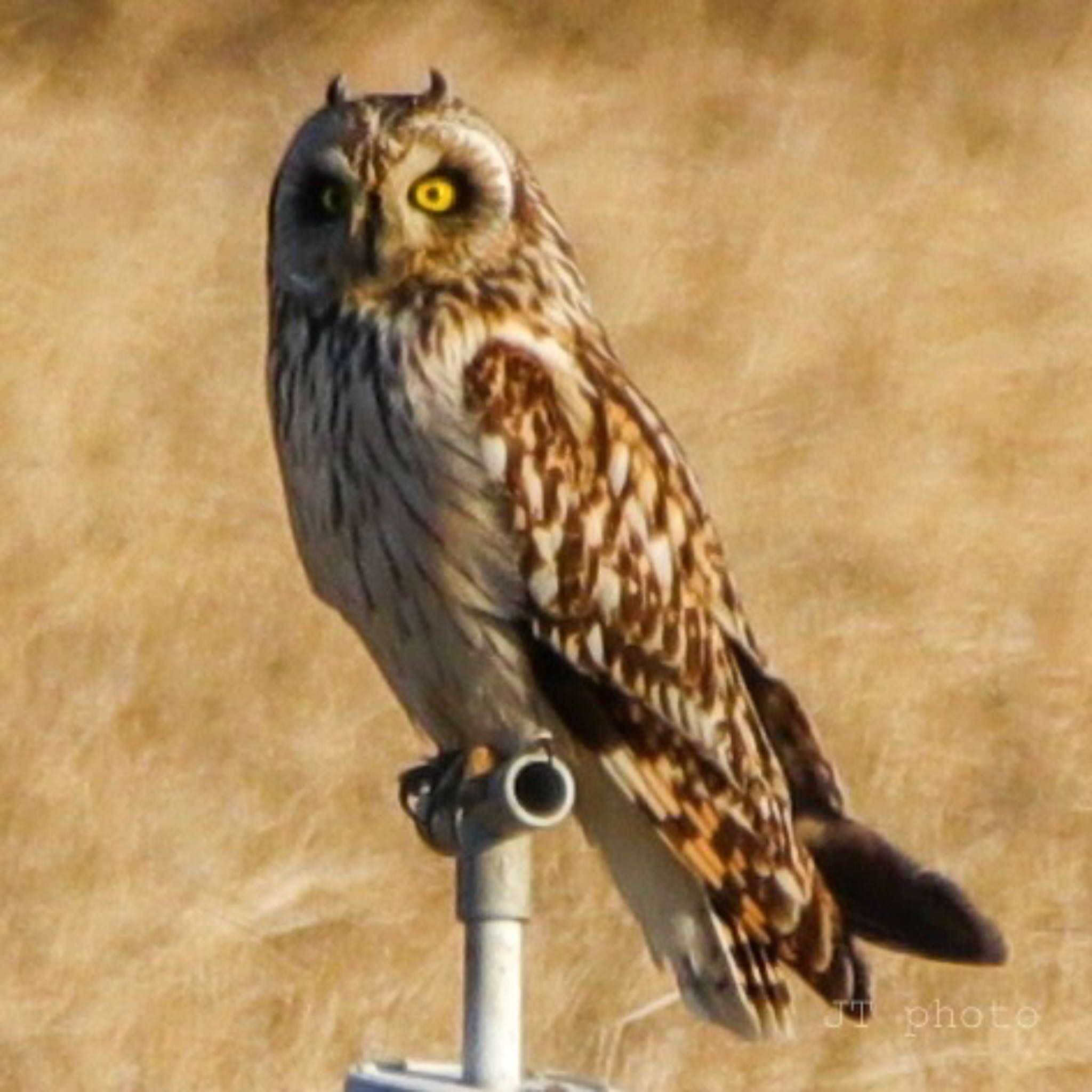 Photo of Short-eared Owl at Teganuma by nejimakibird