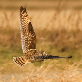 Short-eared Owl Teganuma Tue, 2/11/2020