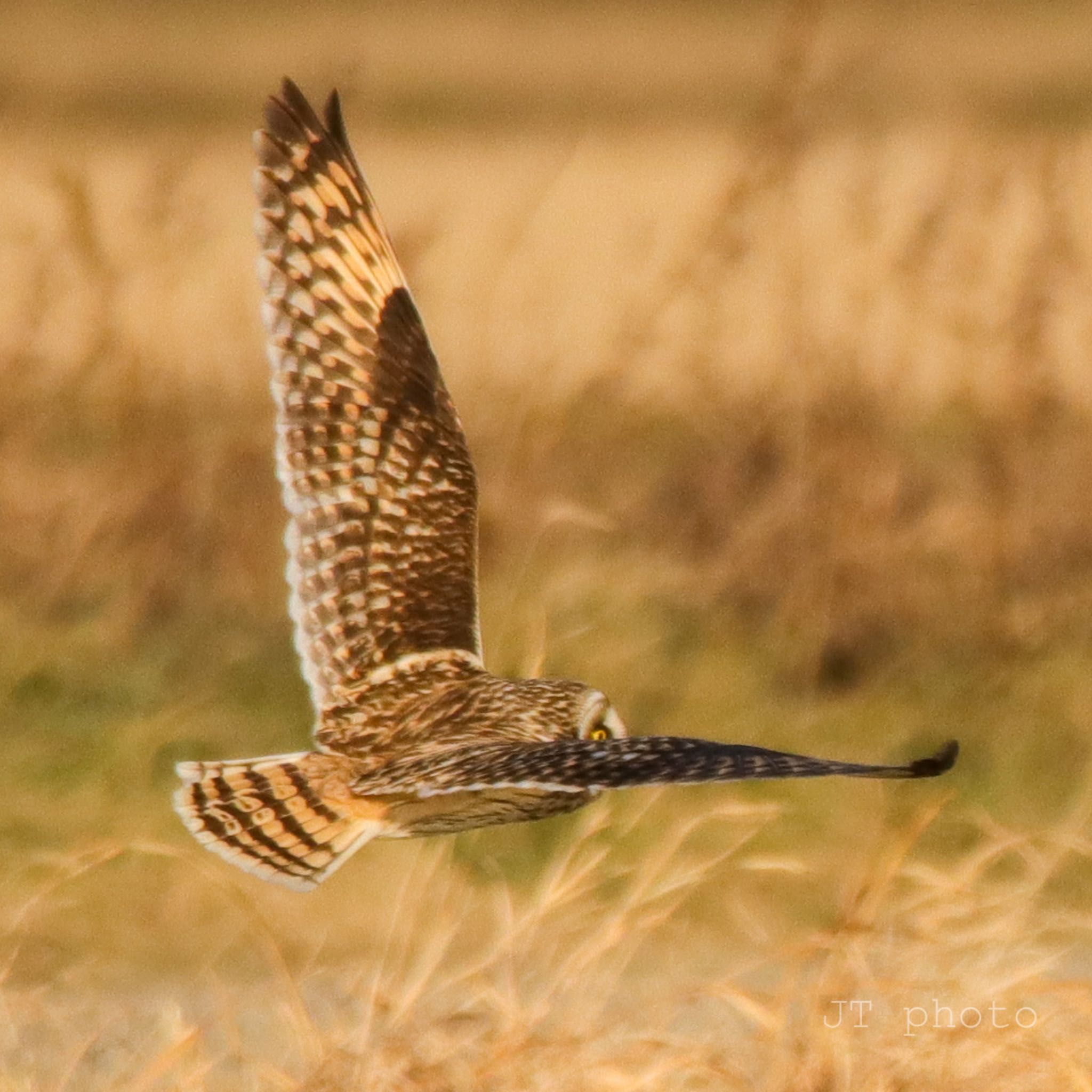 手賀沼 コミミズクの写真 by nejimakibird