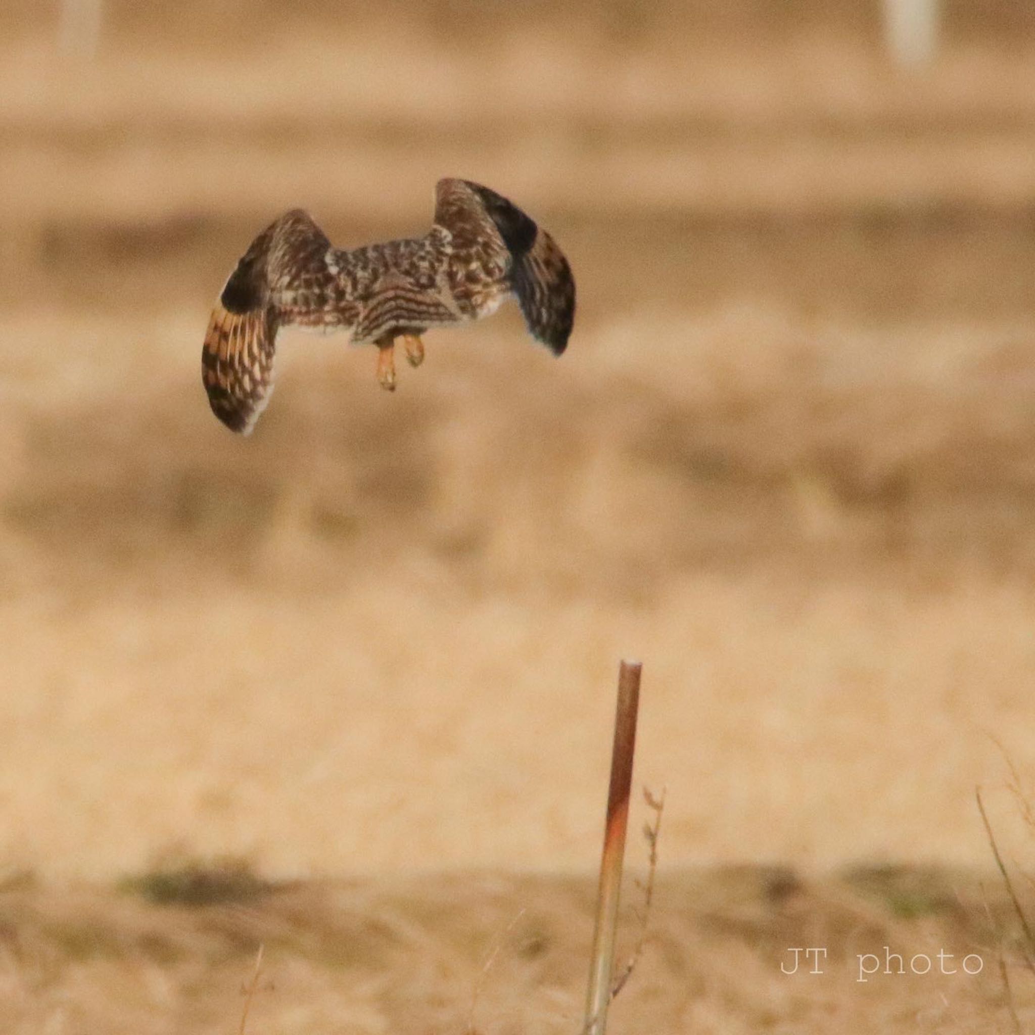 手賀沼 コミミズクの写真 by nejimakibird