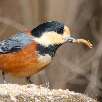 Varied Tit Unknown Spots Sat, 1/25/2020