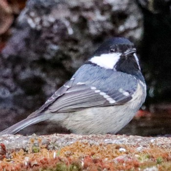 Coal Tit Unknown Spots Sat, 1/25/2020