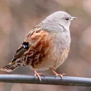 Alpine Accentor 草木ダム Sun, 1/26/2020