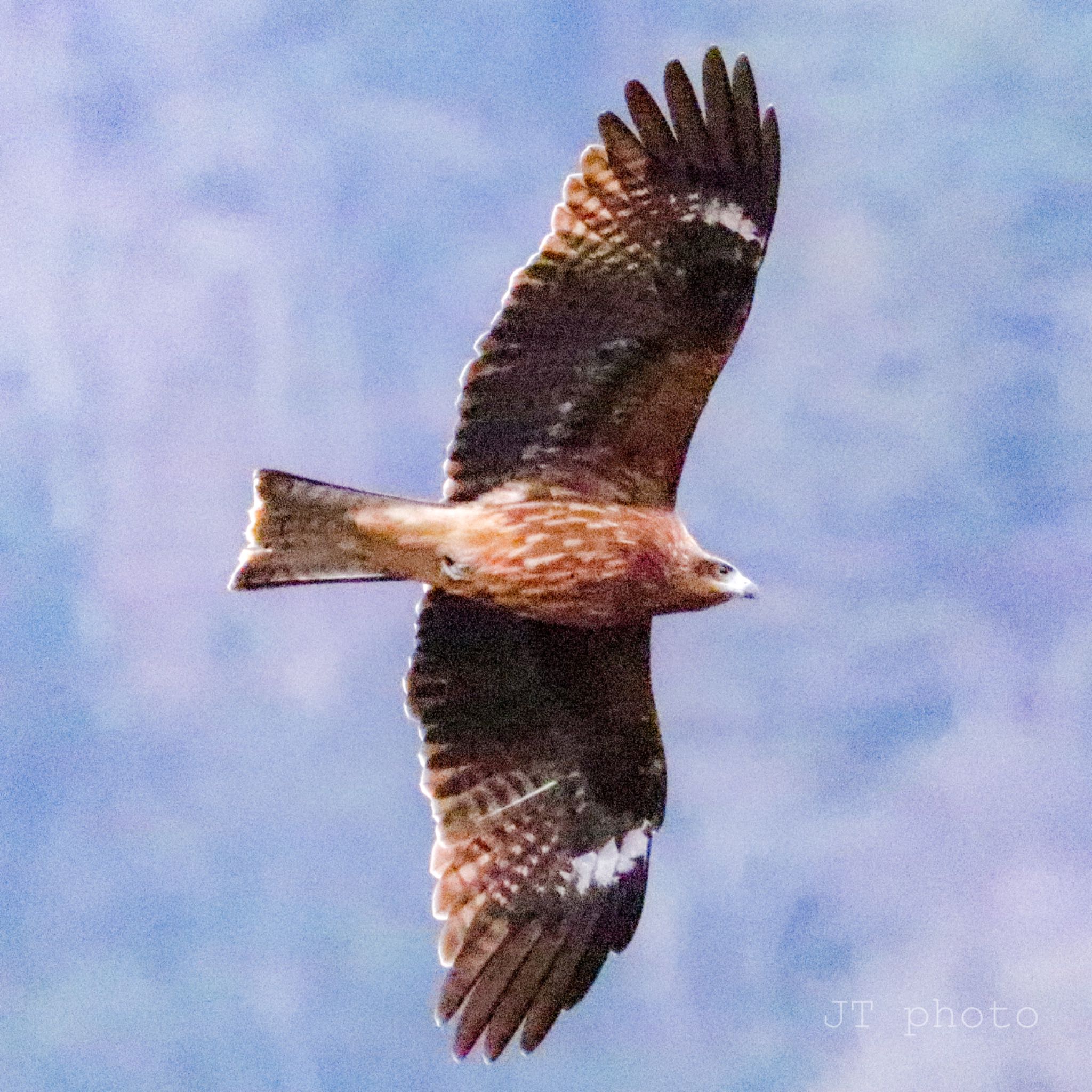 Photo of Black Kite at 草木ダム by nejimakibird