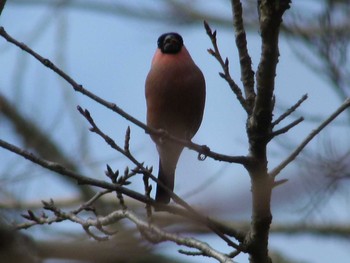 Eurasian Bullfinch(rosacea) Showa Kinen Park Wed, 2/12/2020