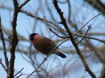 Eurasian Bullfinch(rosacea) Showa Kinen Park Wed, 2/12/2020