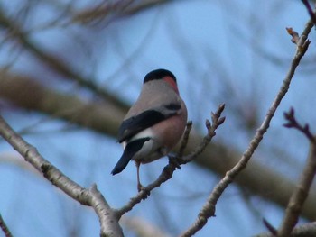 ウソ 昭和記念公園 2020年2月12日(水)