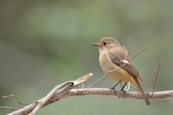 Daurian Redstart Kyoto Gyoen Sat, 2/15/2020