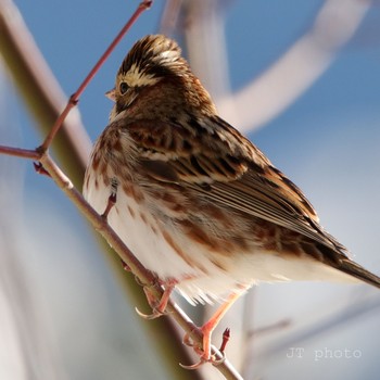 Rustic Bunting 本栖湖 Sun, 1/19/2020