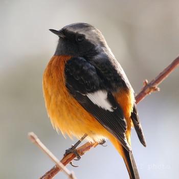 Daurian Redstart 本栖湖 Sun, 1/19/2020