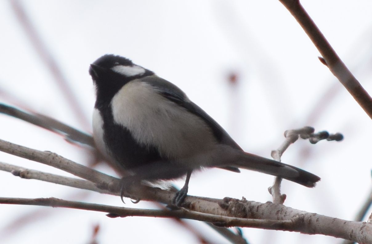 Photo of Japanese Tit at Koishikawa Botanical Garden(University of Tokyo) by Trio