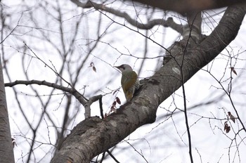 Japanese Green Woodpecker Kyoto Gyoen Sat, 2/15/2020