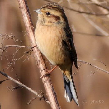 Meadow Bunting Unknown Spots Sat, 11/30/2019